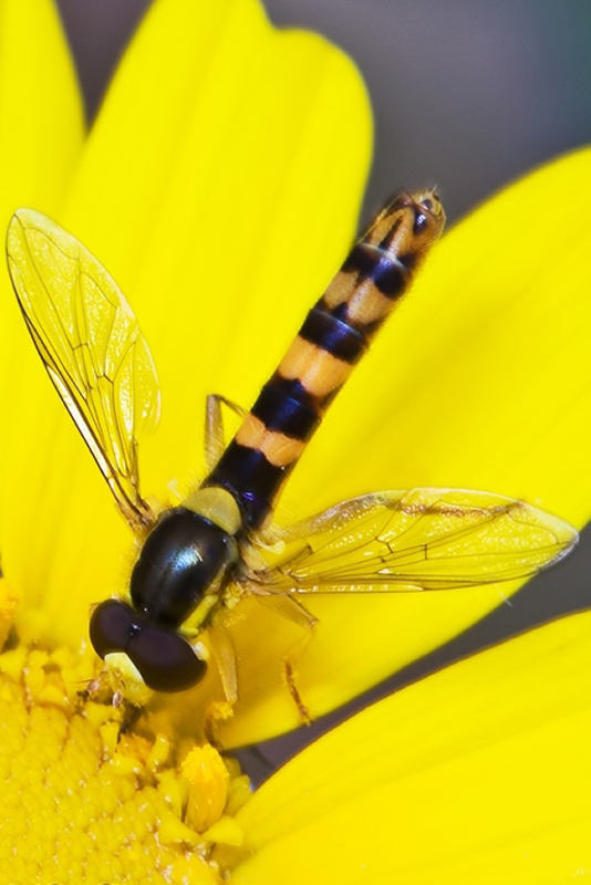 Sphaeophoria da identificare